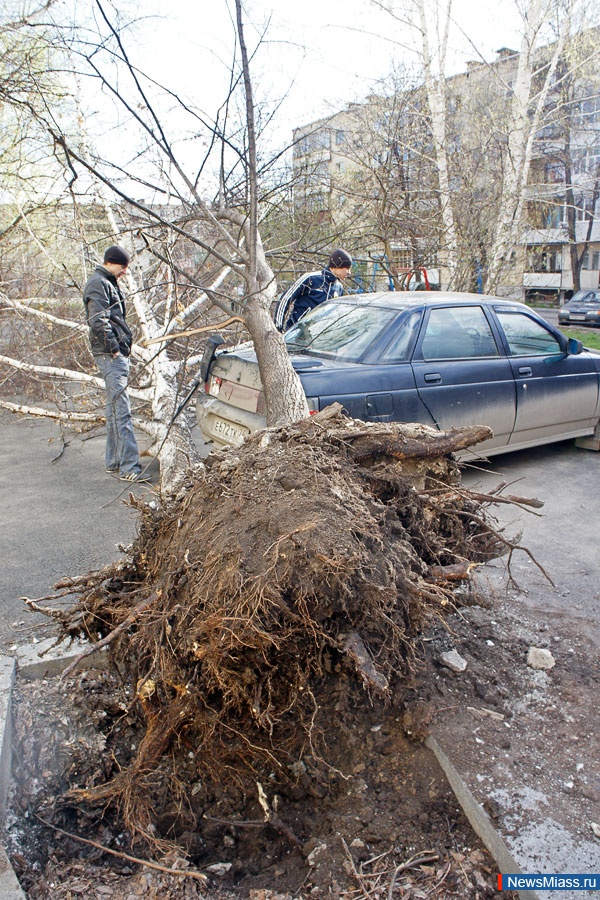 Упало дерево на машину иск образец