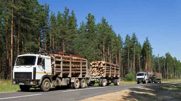 Сколько кубов леса положено каждому россиянину бесплатно в красноярском крае